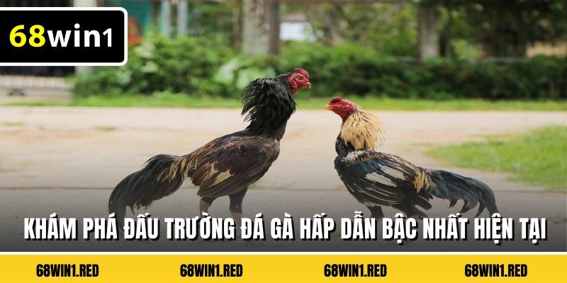 Khám phá đấu trường đá gà hấp dẫn bậc nhất hiện tại