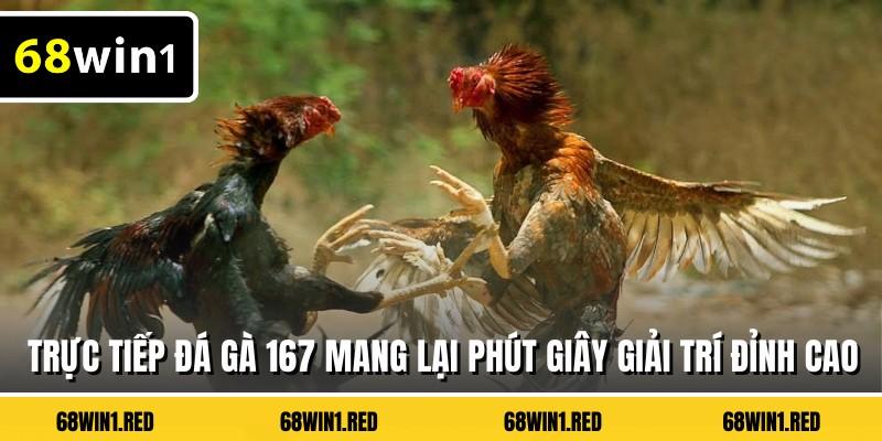 Trực tiếp đá gà 167 mang lại phút giây giải trí đỉnh cao